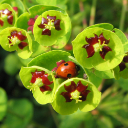 Euphorbia green and red flower closeup with lady bug