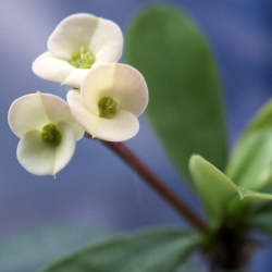 Euphorbia white flower