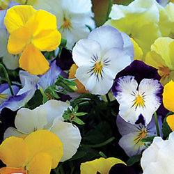 multicolor pansies