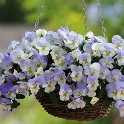 purple and white pansy
