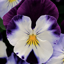 deep purple and white pansy