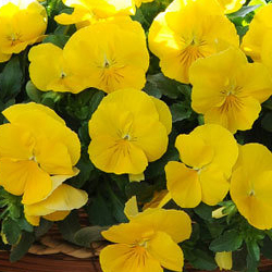 Cool Wave Pansy