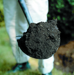 scooping soil