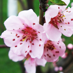 pink flower closeup