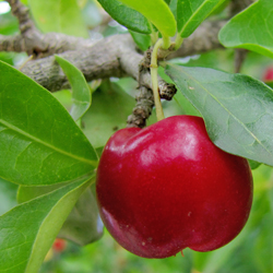 cherry in tree closeup