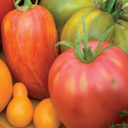 multicolor tomatoes