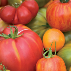 multicolor tomatoes closeup
