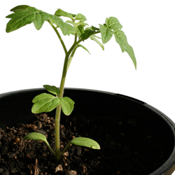 tomato seedling