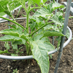 growing tomatoes in ground