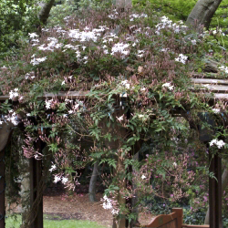 dense vine over gazebo