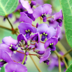 purple flowers closeup