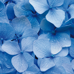blue flower petal