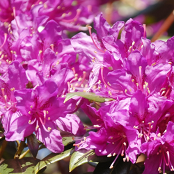 purple flower petal