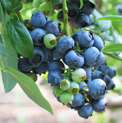 blueberries in bush