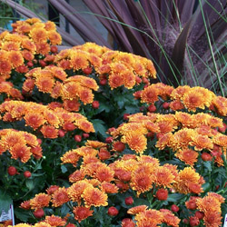 July & August Gardener’s Calendar