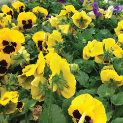 yellow fall pansies
