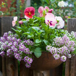 pink fall pansies