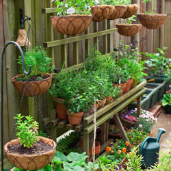 outdoor plants in container with hanging plants