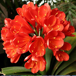 photo of tropical plant close up