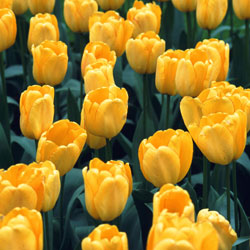 Tulips: Spring Starts Now!