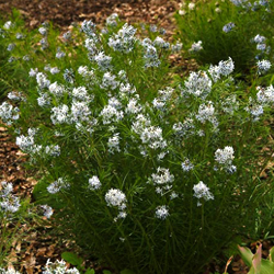 Amsonia hubrichtii