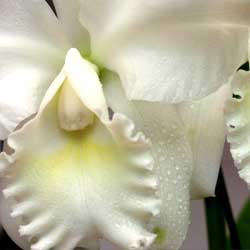 Preview image for Caring for Orchids