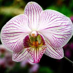 Caring for Orchids