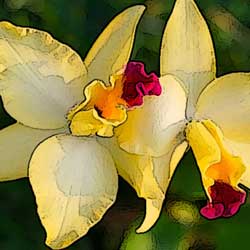 Caring for Orchids
