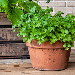 Fall Herb Garden #3