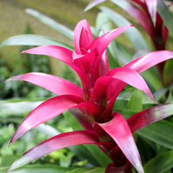 Pet-Friendly Houseplants