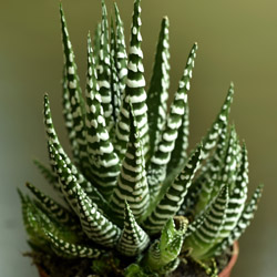 Pet-Friendly Houseplants