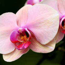 Pet-Friendly Houseplants