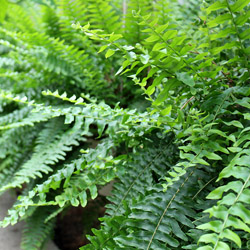 Pet-Friendly Houseplants