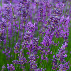 Lavender #1