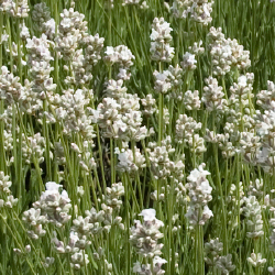 Lavender #2