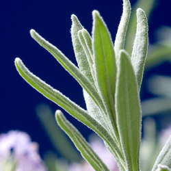 Lavender #3