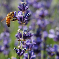 Summer Lavender