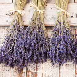 Lavender #5