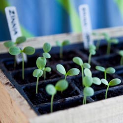 seedling in a seed tray sproting