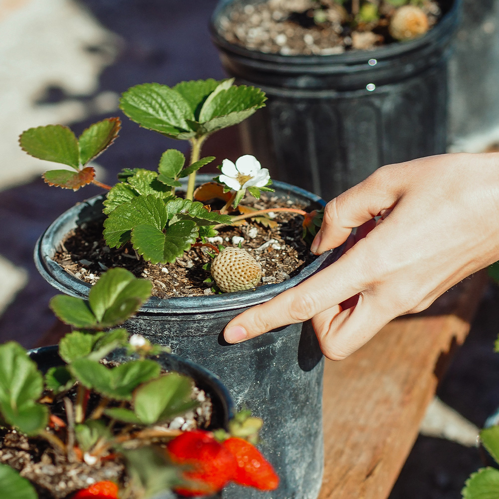 Planting Strawberries #1