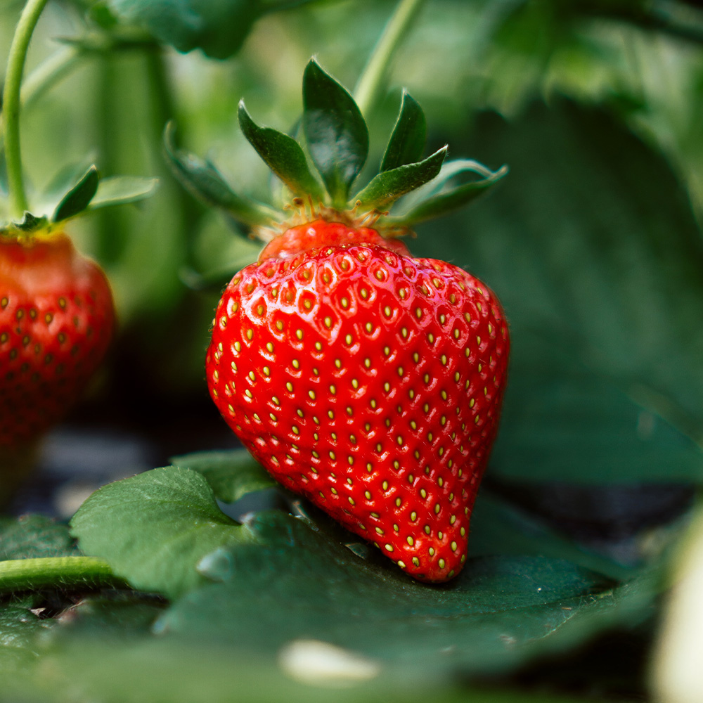 Sensational Strawberries