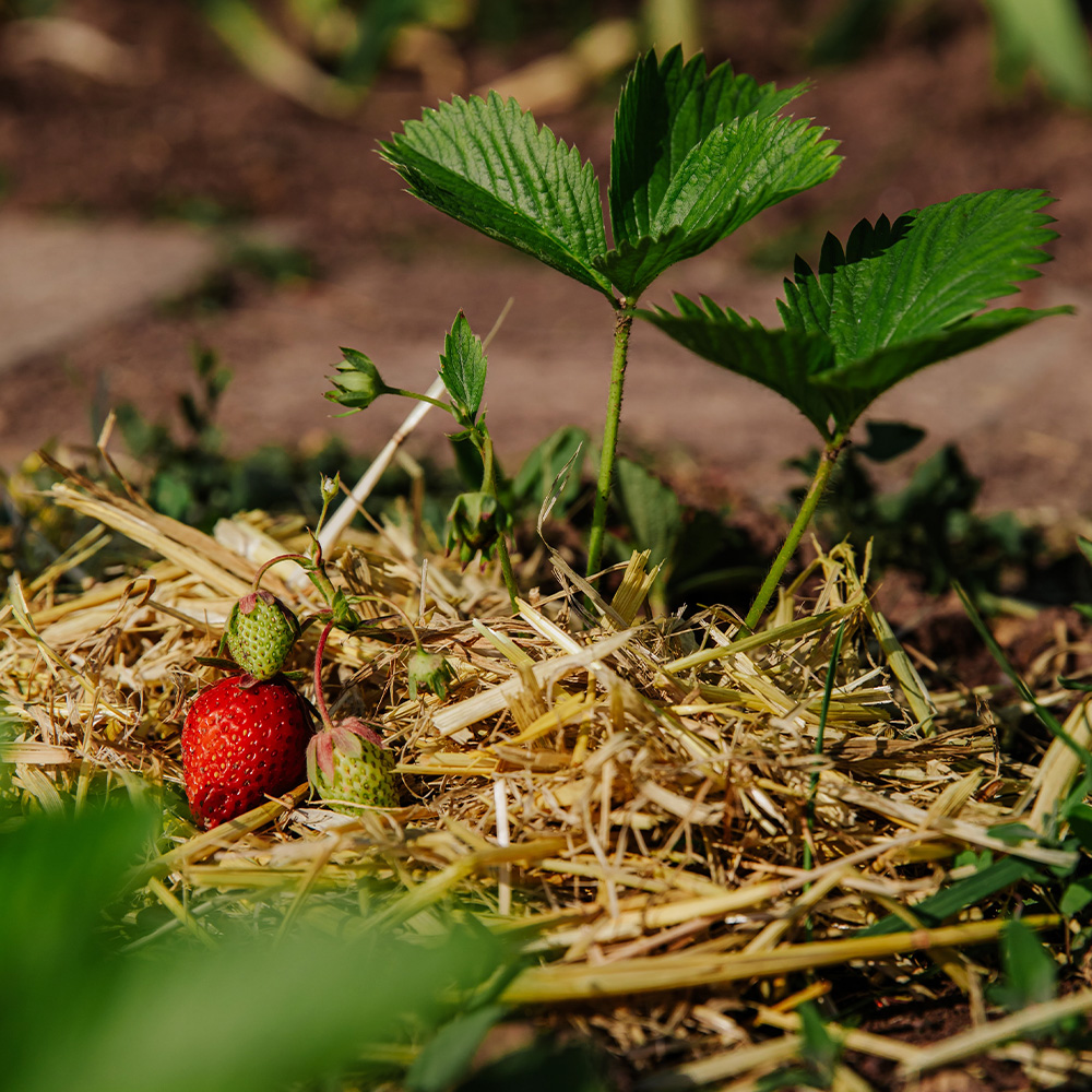 Planting Strawberries #3