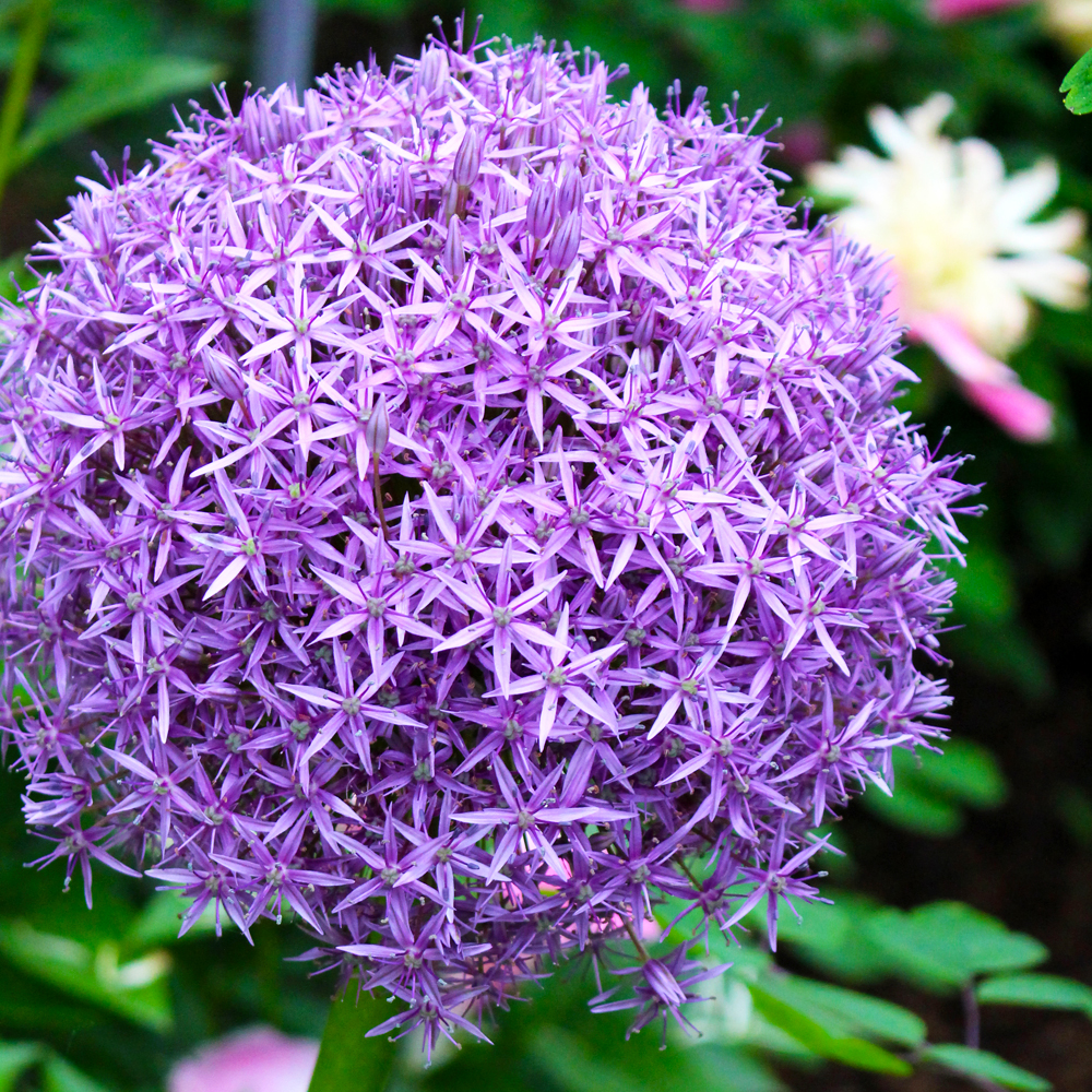 Preview image, summer bulbs for cut flowers
