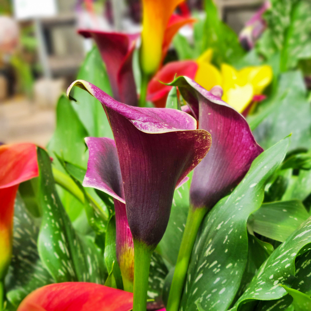 second preview image, summer bulbs for cut flowers