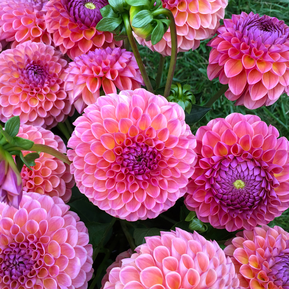 Planting Summer Bulbs for Cut Flowers