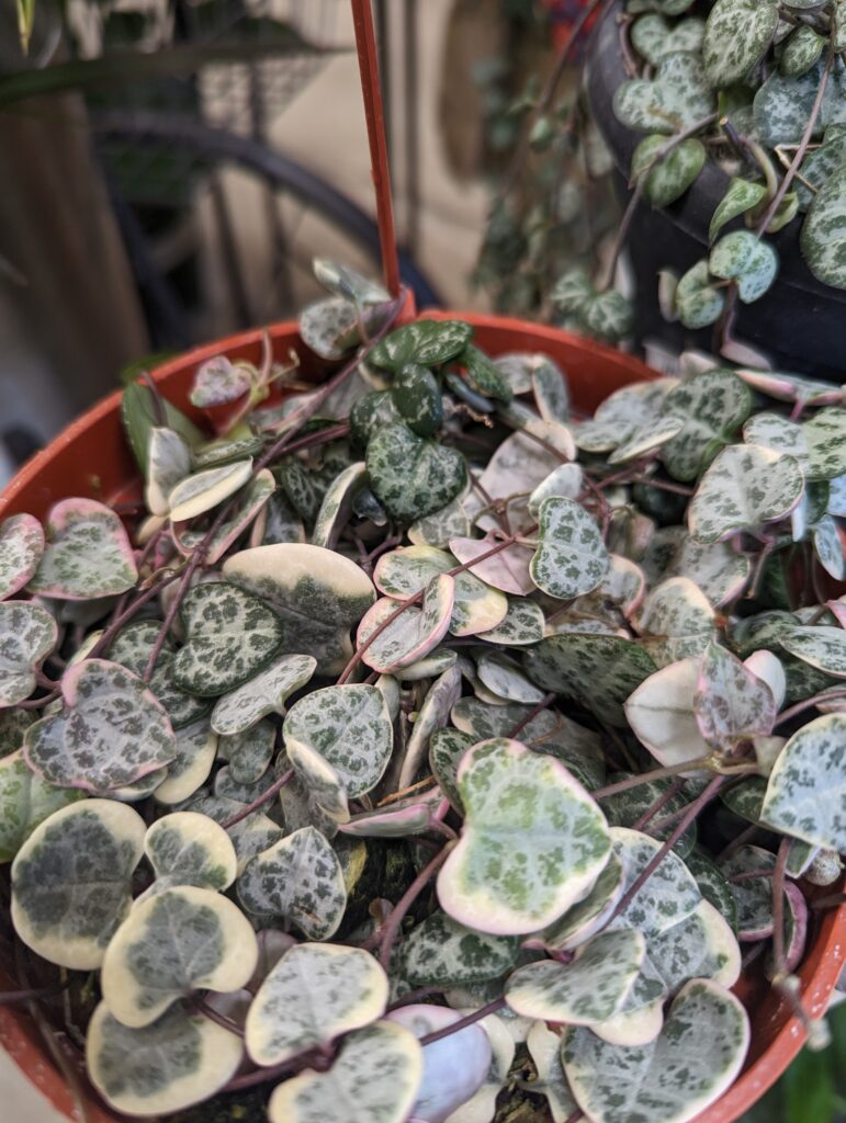 Plants