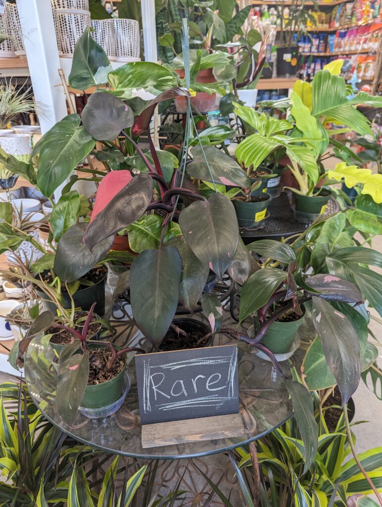 Rare Houseplants