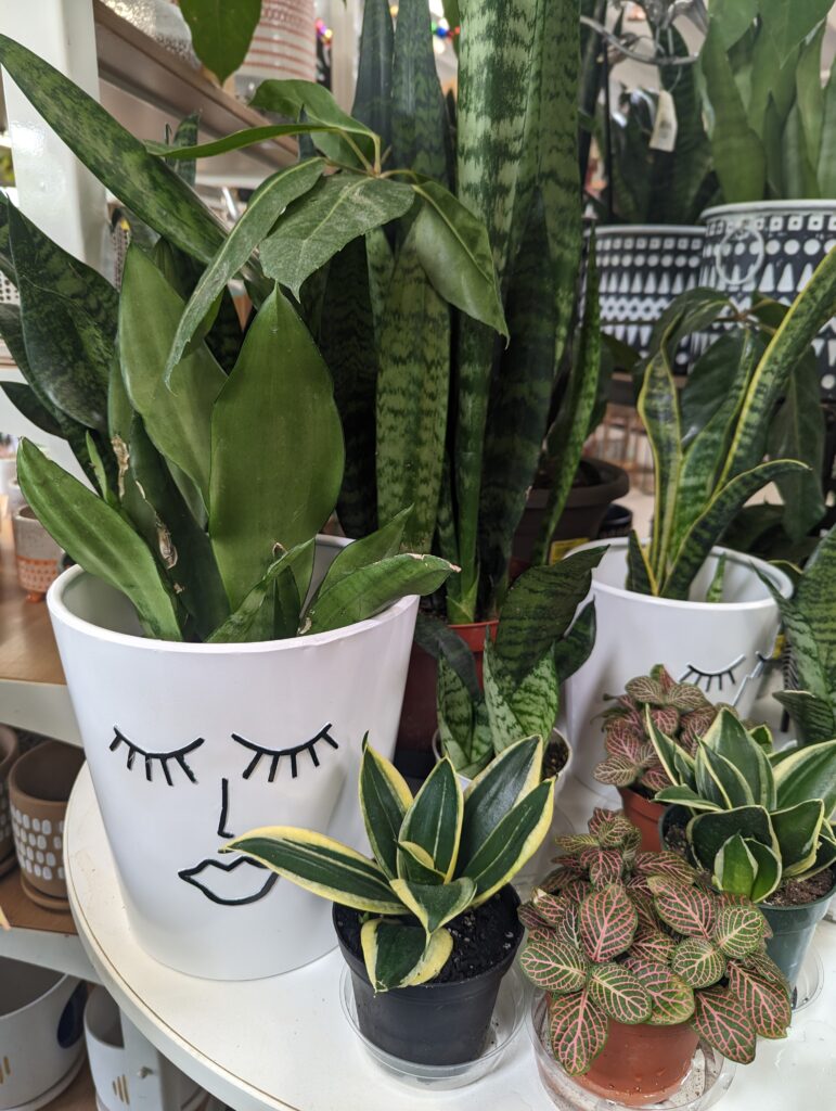 Succulents & Houseplants
