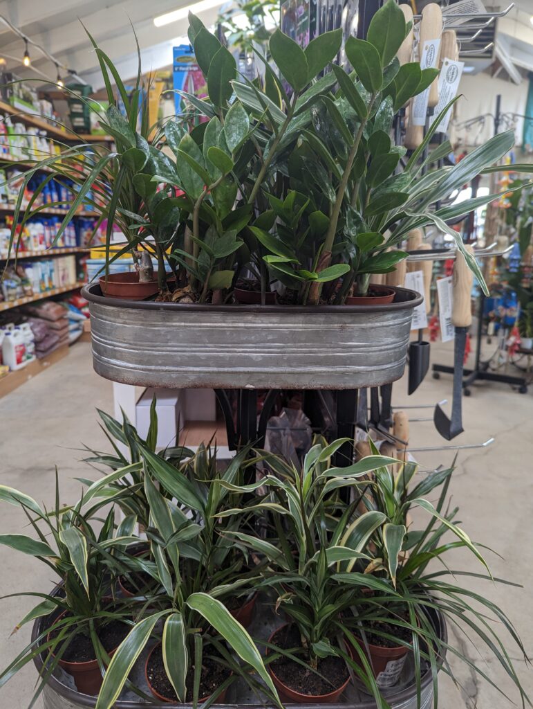 Potted Plants