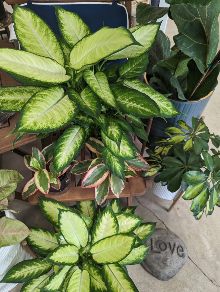 Houseplants